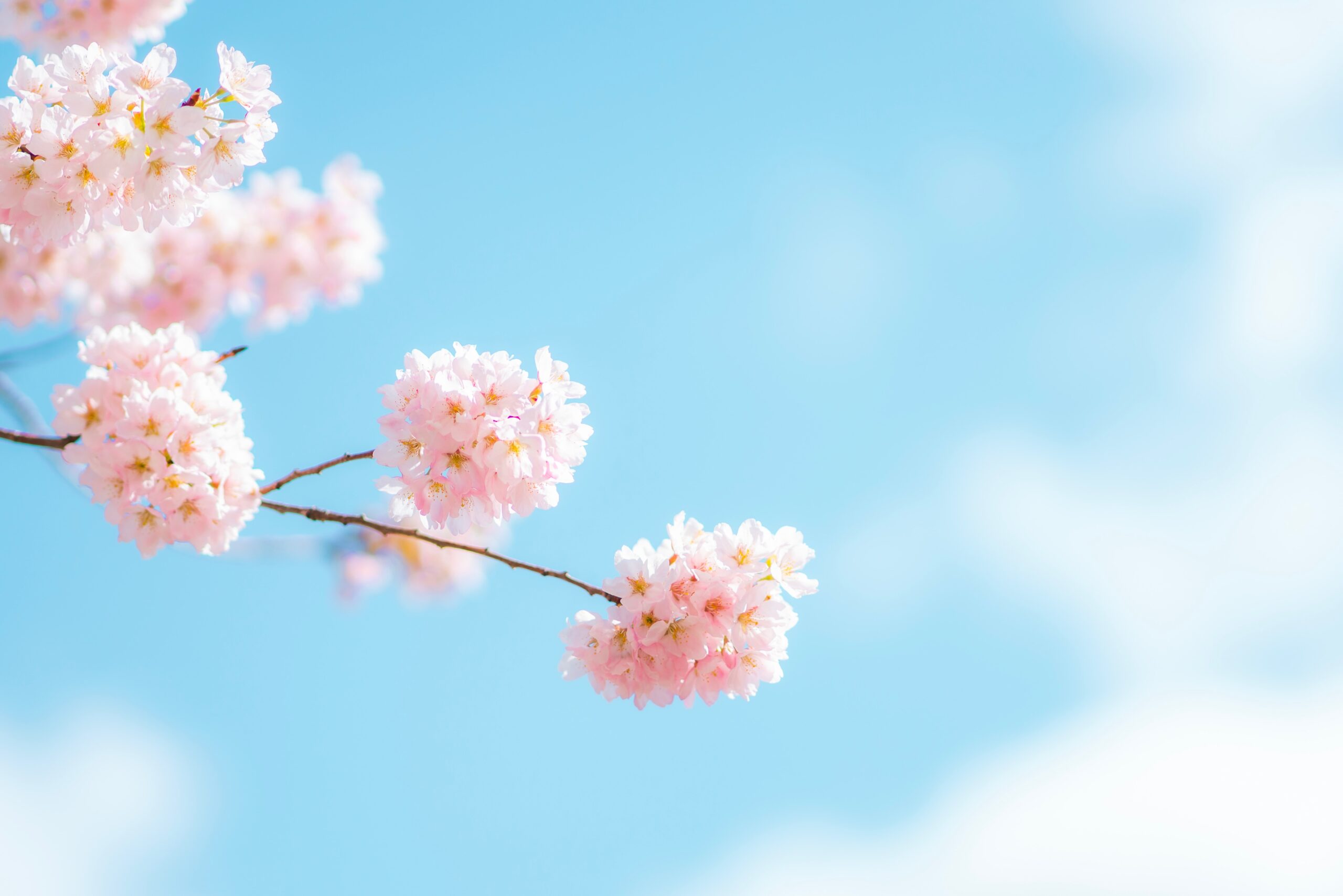 日本に当たり前に存在している美しい桜